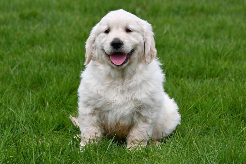 Chiot Golden Retriever à vendre (mâle), Animaux & Accessoires, Golden retriever, Chien (mâle), Belgique, Un chien