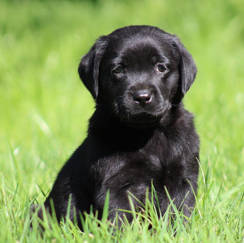 Chiot Labrador, Animaux & Accessoires, Chien (mâle), Belgique, Labrador retriever, Un chien