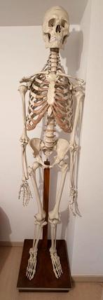 Grand squelette anatomique vintage 1m80 – RDA, Antiquités & Art, Enlèvement