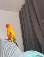 Conure soleil dont Île-de-France, Animaux & Accessoires, Mâle