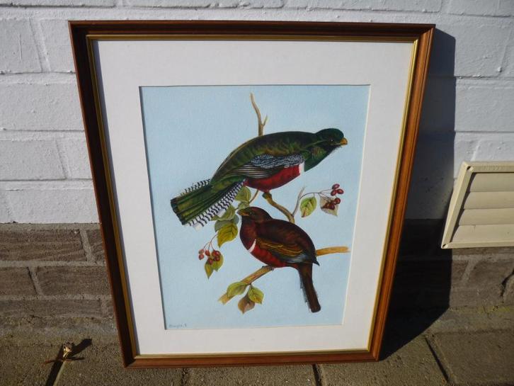 Trogon Collaris, naar een werk van Gould., Antiek en Kunst, Kunst | Schilderijen | Klassiek, Ophalen