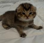 Brits korthaar kittens, Plusieurs animaux, Vermifugé, 0 à 2 ans