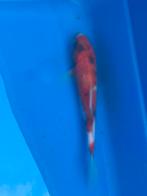 Japanse koi Showa, Dieren en Toebehoren, Karper of Koi
