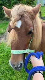 Pony, Dieren en Toebehoren, B, A pony (tot 1.17m), 7 tot 10 jaar, Recreatiepony