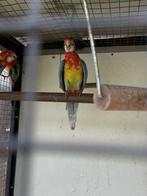 Jonge rozela s, Geringd