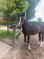 Knappe lieve merrie zoekt 5 sterren huisje, Dieren en Toebehoren, Merrie, Springpaard, Gechipt, Zadelmak