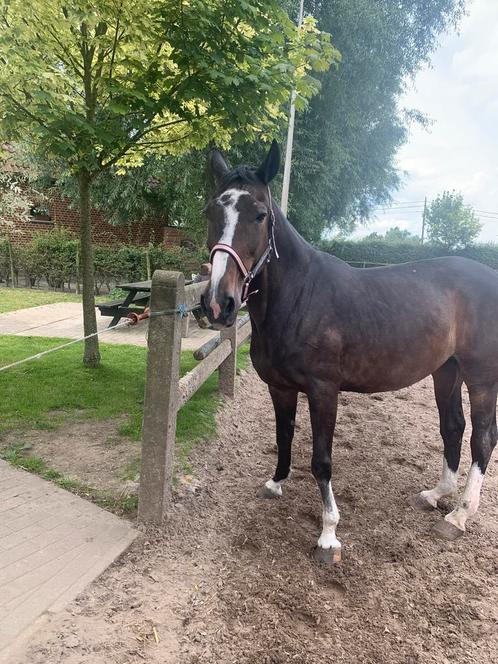Knappe lieve merrie zoekt 5 sterren huisje, Dieren en Toebehoren, Paarden, Merrie, Zadelmak, 165 tot 170 cm, 11 jaar of ouder