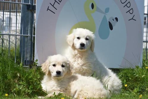 Golden retriever pups, Dieren en Toebehoren, Honden | Retrievers, Spaniëls en Waterhonden, Meerdere dieren, Golden retriever, Fokker | Professioneel