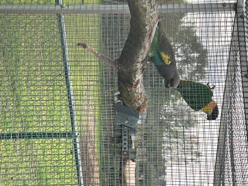 Papegaai, Dieren en Toebehoren, Vogels | Parkieten en Papegaaien, Papegaai, Geringd