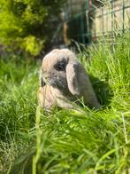 Nederlandse dwerghangoor, Dieren en Toebehoren, Konijnen, Mannelijk, Dwerg, Hangoor, 0 tot 2 jaar