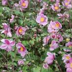 Anemone soorten, Tuin en Terras, Planten | Tuinplanten, Ophalen