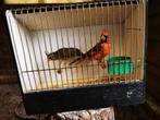 Koppel rode kardinalen, Dieren en Toebehoren, Vogels | Overige Vogels