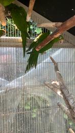 LAATSTE KANS AUSTRALISCHE PAPEGAAIEN VANAF 100 EURO/VOGEL, Dieren en Toebehoren, Meerdere dieren, Papegaai