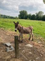 2 lieve ezels te koop, Meerdere dieren