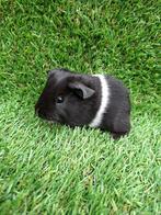 Nederland! Jong cavia zeugje, Dieren en Toebehoren, Knaagdieren, September, Cavia