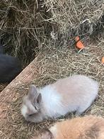 Jonge dwergkonijntjes (leeuwenkopjes), Dieren en Toebehoren, Meerdere dieren, Dwerg, 0 tot 2 jaar