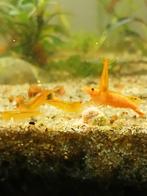 Orange sakura garnalen neocaridina, Dieren en Toebehoren, Vissen | Aquariumvissen, Kreeft, Krab of Garnaal, Zoetwatervis