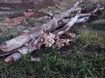 hout notenboom, Tuin en Terras, Brandhout, Ophalen
