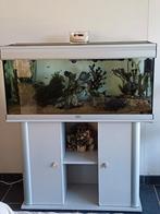 Aquarium met alles op en ook de vissjes overnemen, Dieren en Toebehoren, Ophalen, Zo goed als nieuw