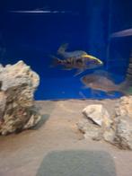 Cichlides malawi couple otopharynxs sulphur head