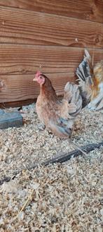 2 Hennen Serama eventueel als trio