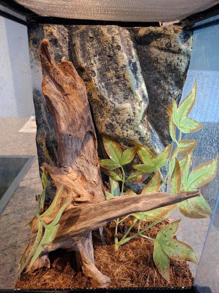 Terrarium, Animaux & Accessoires, Reptiles & Amphibiens | Accessoires, Enlèvement