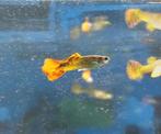 “Visliefhebber? 13 vissen (incl. baby’s), Vis, Zoetwatervis