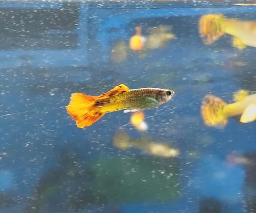 “Visliefhebber? 13 vissen (incl. baby’s), Dieren en Toebehoren, Vissen | Aquariumvissen, Zoetwatervis, Vis