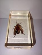 insect in epoxy hars 08, Verzamelen, Dierenverzamelingen, Ophalen of Verzenden, Zo goed als nieuw, Insect, Opgezet dier