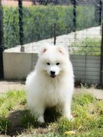 Bij ons geboren Samojeed pupjes te koop, Dieren en Toebehoren, België, Overige rassen, Meerdere, Meerdere dieren