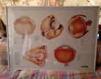ditactisch materiaal "het oog" Educatieve, Antiek en Kunst, Antiek | Schoolplaten, Ophalen, Natuur en Biologie