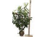 Prunus caucasica 150/175, Jardin & Terrasse, Plantes | Arbustes & Haies, 100 à 250 cm, Laurier, Enlèvement, Haie