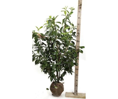 Prunus caucasica 150/175, Jardin & Terrasse, Plantes | Arbustes & Haies, Haie, Laurier, 100 à 250 cm, Enlèvement