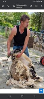 Schapen  scheren