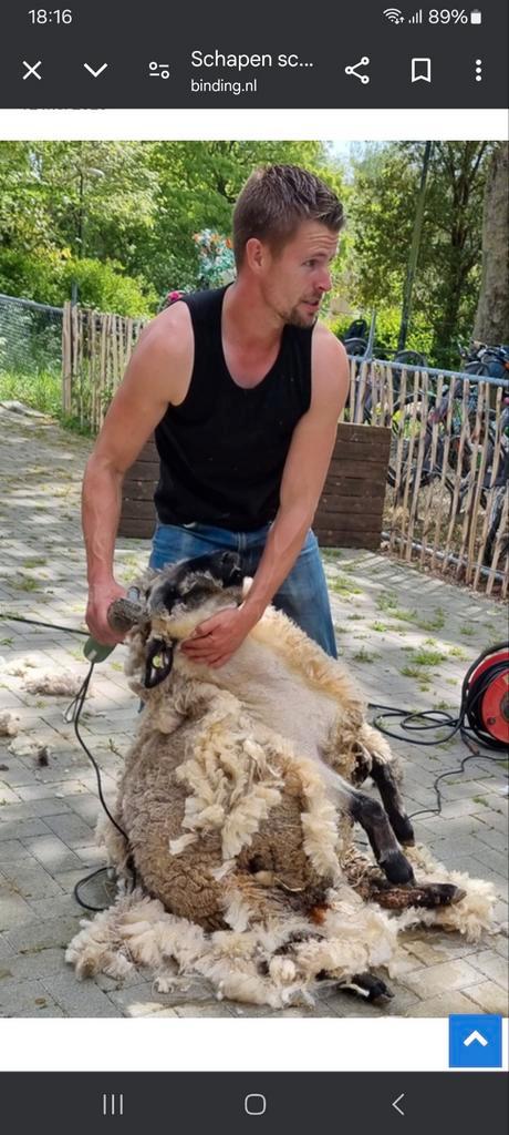 Schapen  scheren, Dieren en Toebehoren, Schapen, Geiten en Varkens