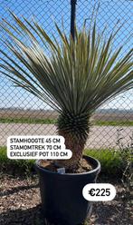 Yucca rostrata 110x70x45 cm, Tuin en Terras, Planten | Tuinplanten, Ophalen