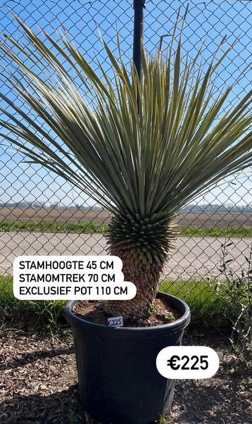 Yucca rostrata 110x70x45 cm  beschikbaar voor biedingen