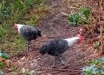 Haantje kempisch hoen/campines, Dieren en Toebehoren, Pluimvee