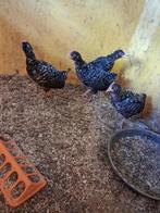 2 Mechelse koekoek haantjes, Dieren en Toebehoren, Mannelijk, Kip