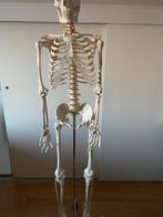 Levensgroot skelet model, Diversen, Ophalen, Zo goed als nieuw