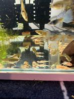 Lemon algeneters-2,5 a 3cm-€5 per stuk, Dieren en Toebehoren, Vissen | Aquariumvissen, Overige typen, Zoetwatervis