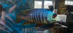 Kweekgroep placidochromis jalo reef, Dieren en Toebehoren