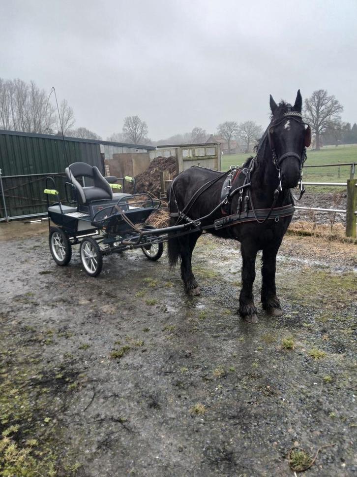 Friese paard, Dieren en Toebehoren, Pony's, Ruin