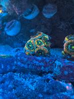 Koraal / Koralen Zeeaquarium Holy Grail Micromussa, Zoutwatervis