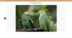 man geelwang amazone, Papegaai, Geringd