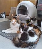 Mainecoons kittens, Meerdere dieren, Gechipt, 0 tot 2 jaar