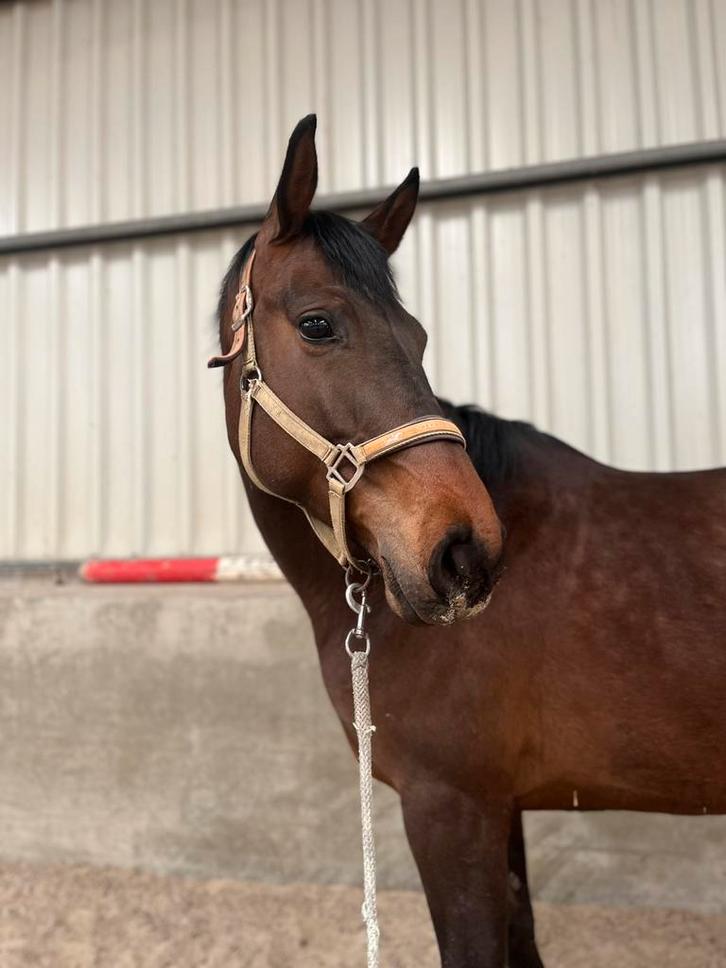 Dressuurpaard te koop, Dieren en Toebehoren, Paarden, Merrie, Dressuurpaard