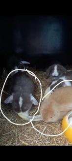Prachtige NHD dwergkonijn tjes hangoor, Meerdere dieren, Dwerg, Hangoor, 0 tot 2 jaar