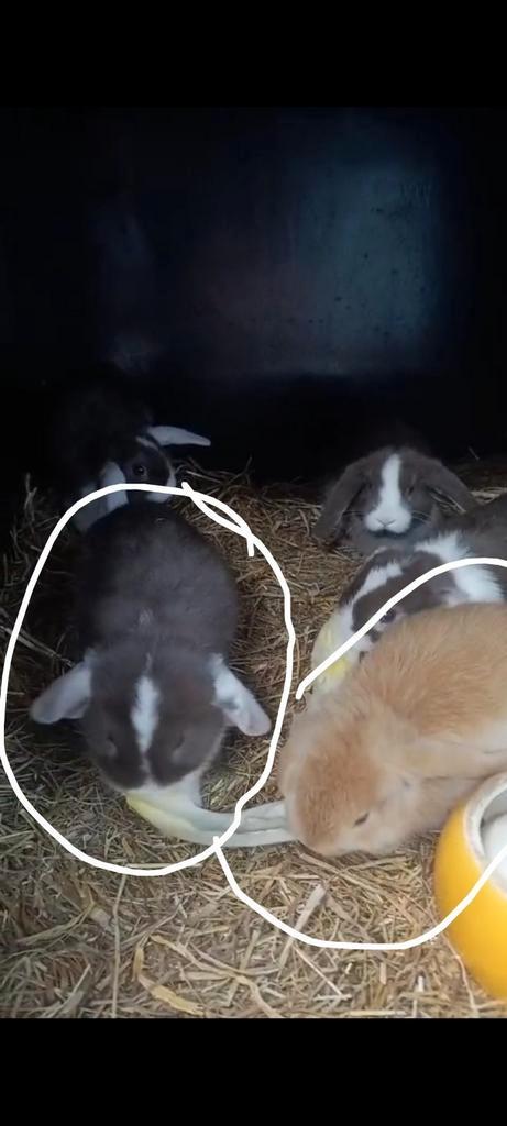 Prachtige NHD dwergkonijn tjes hangoor, Dieren en Toebehoren, Konijnen, Dwerg, Meerdere dieren, 0 tot 2 jaar, Hangoor
