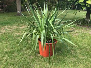 yucca filamentosa  beschikbaar voor biedingen